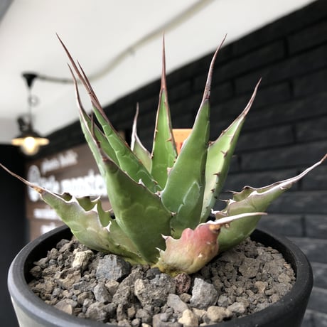 agave montana《M size》選抜株※現地球株発根済※纏まり締まり良きワイルド感満載で男前な出立ちが堪らない‼︎※mad black  pot植え