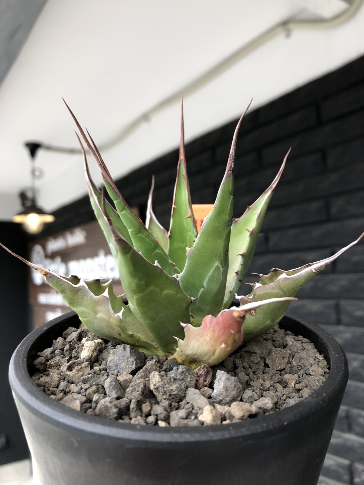 agave montana《M size》選抜株※現地球株発根済※纏まり締まり agave montana《M size》選抜株※現地球株発根済※纏まり締まり