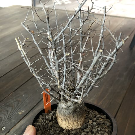 fouquieria   columnaris（M   size）