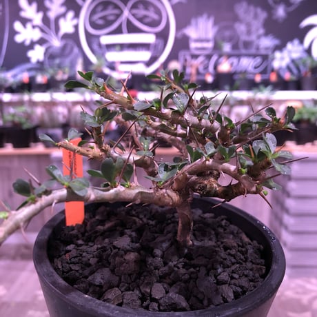 sarcocaulon  vanderietiae《M size》※現地球発根済‼︎※サルコカウロン希少夏型※店主国内管理2年株‼︎※細枝がwildに広がる‼︎※mad  black  pot植え