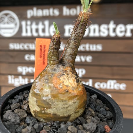 pachypodium  gracilius《S size》現地焼け株※現地球発根済株※店主国内管理2年株※愛くるしい装いbalanceに現地焼けがギャップ萌えな一株※mad black pot植え