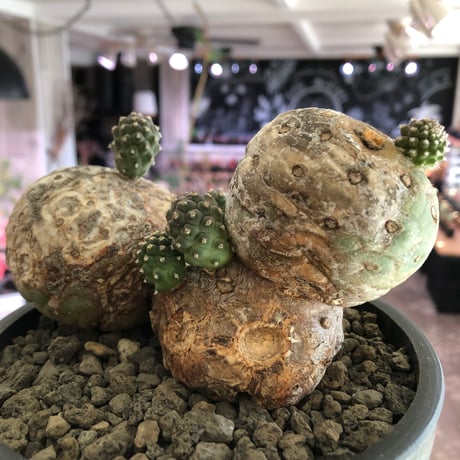 tephrocactus geometricus 《LL size》激希少‼︎※現地球株発根済※実生株＆カキ仔株でないと流通がほぼないため所持率も極めて低き渾身の一株※black bowl pot植え