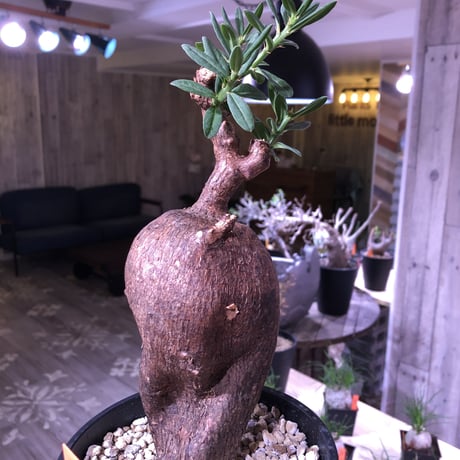 packypodium   bispinosum《M  size》