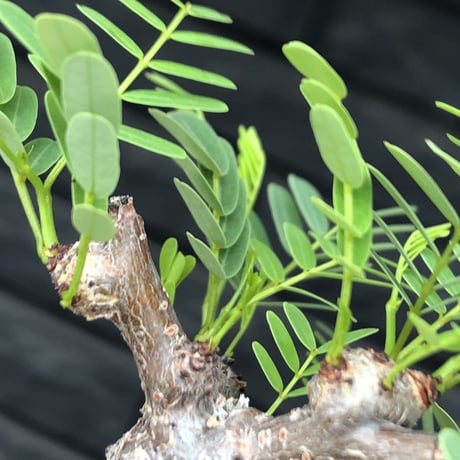 senna  meridionalis《 M size》※現地球発根後店主国内管理3年株※大変幹の色が濃く特化した肌質のセンナ‼︎強剪定繰り返した上品仕立て‼︎※mad black pot植え
