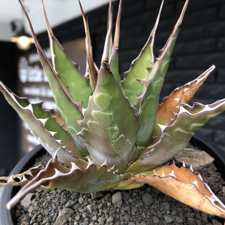 agave montana《大きめM size》※子株有り選抜株※現地球発根後店主国内管理3年株※纏まり締まり良きワイルド感満載で男前な出立ちが堪らない‼︎※mad black bowl pot植え