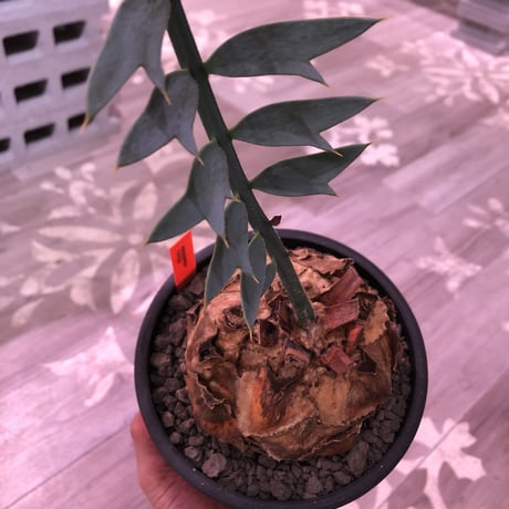 encephalartos   horridus《L size》希少※国内管理2年株‼︎超球体美株‼︎※mad black bowl pot植え
