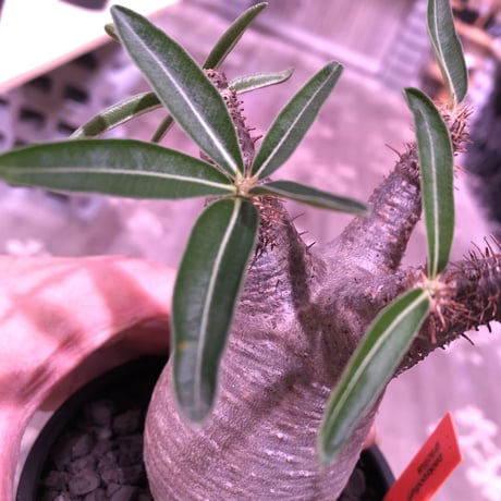 packypodium  gracilius《大きめS size》※現地球発根済み株‼︎  （限定1株）※全面A面なかわいいbalance良きグラキ※mad black bowl pot植え