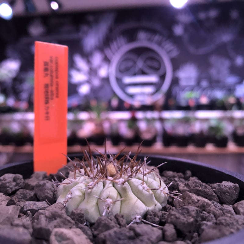 copiapoa cinerea var.columna-alba 白棘孤竜丸《大きめS copiapoa cinerea var.columna-alba 白棘孤竜丸《大きめS