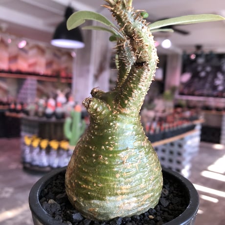 pachypodium gracilius《小さめM size》希少‼︎green肌※現地球発根後店主国内管理3年株※greenとyellowのcontrastが◎※mad black pot植え