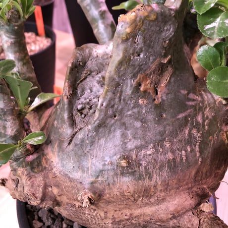 packypodium   saundersii（L L  size）※現地球発根済み株‼︎  ※木質化+超球体株の絶妙なtotal balance最高株‼︎※mad black bowl pot植え
