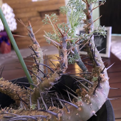 sarcocaulon  herrei《 L L size》