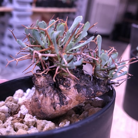 othonna   euphorbioides《S  size》スマートでも厳つさは健在‼︎