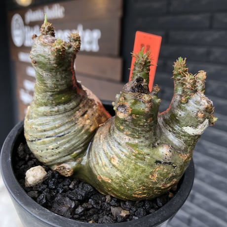pachypodium gracilius《大きめS size》希少green肌&まん丸W-he'd株※現地球発根後店主国内管理3年株※愛くるしい球体&B面現地焼け※mad black pot植え