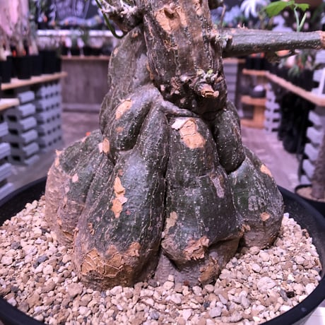 momordica  rostrata《L L size》※株元も太く‼︎枝も木質化した樹形の上、ヤバイ程bigなロストラータ希少monster株‼︎※浅鉢植え