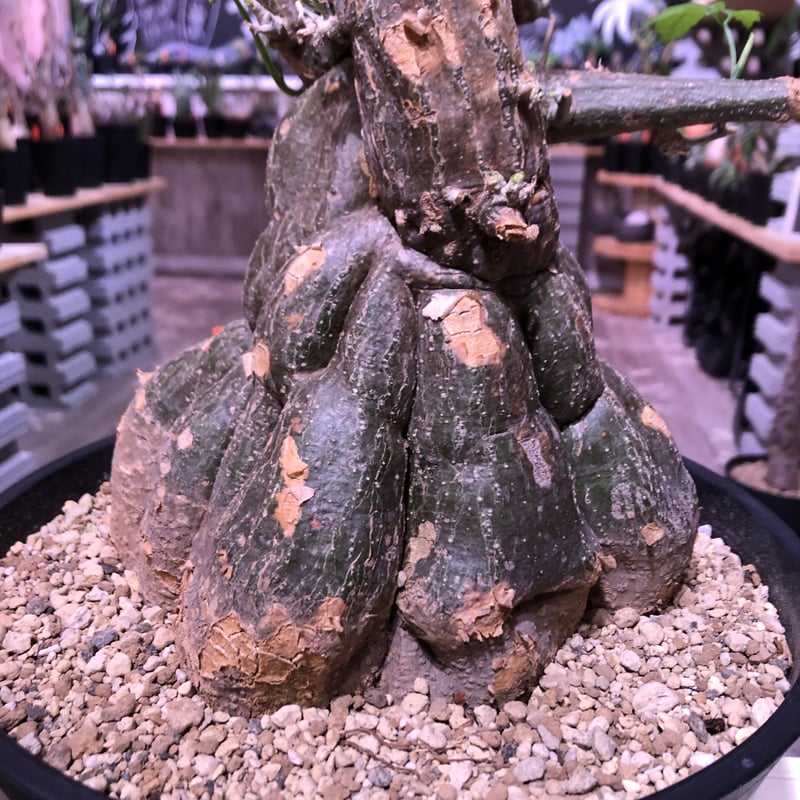 momordica rostrata《L L size》※株元も太く‼︎枝も木質化した樹形の