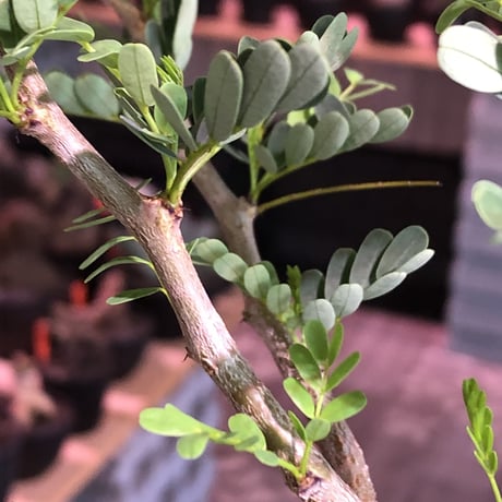 senna  meridionalis《 M size》※現地球発根済株※大変幹の色が濃く、特化した肌質のセンナ‼︎かなり上品且つ綺麗な一株‼︎※オススメ株※mad black pot植え