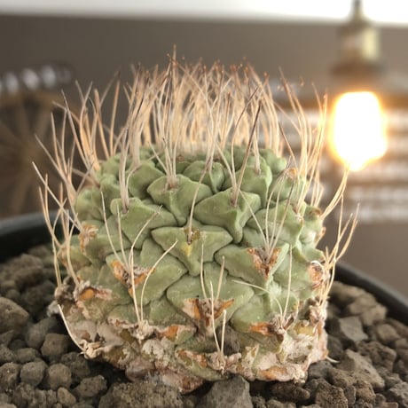 strombocactus 白棘菊水《M size》激希少‼︎現地球発根後店主国内管理13年株※味深さ&美しい樹形balanceな堪らない装い※mad black bowl pot植え