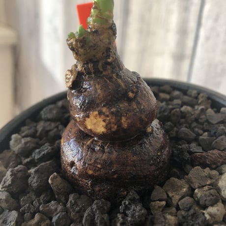 monadenium globosum《L  size 》※現地球発根済株※激希少‼︎黒ツル肌に赤葉が大変美しく白花のcontrastも堪らない渾身の一株※mad black bowl pot植え