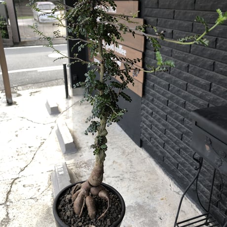 opercullicarya   decaryi  littmon  seed🌱  《9年株》※長きに渡り育て幹のボコボコも強きパワータンクもゴツいオススメ株※mad  black  pot植え