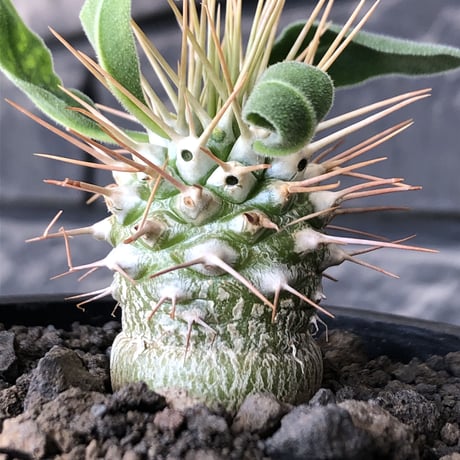 pachypodium  namaquanum 光堂《小さめM size》littmon seed🌱※希少種‼︎しっかり育てた大きめのかわいい奴※mad black pot植え