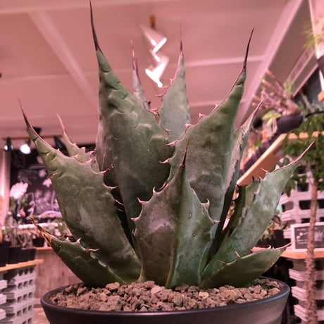 agave     parrasana  globe《大きめL  size》※発根済株※店主国内管理5年株※大変締まり&balance&size感と三拍子揃ったwild極美株※浅鉢植え