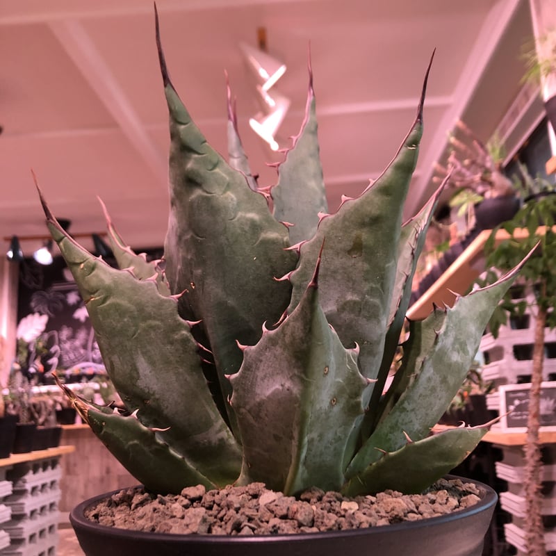 agave parrasana globe《大きめL size》※発根済株※店主国 agave parrasana globe《大きめL size》※発根済株※店主国