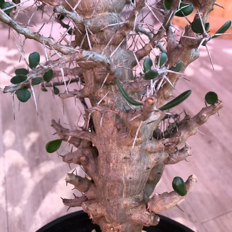alluaudia    comosa《L size》※現地球発根済み株‼︎※balance良き単頭立ちコモサ‼︎ ※店主管理国内1年株‼︎　※希少株‼︎
