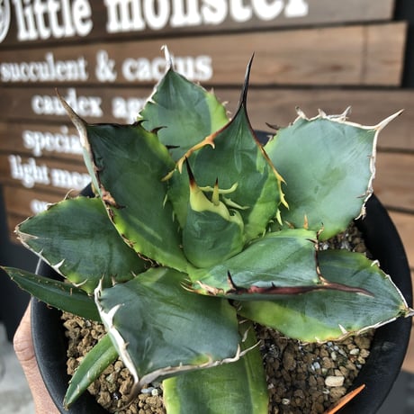 希少株  agave   titanota錦 《子株付き》