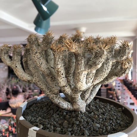 euphorbia guillauminiana《L size》極白肌株※現地球発根後店主国内管理6年株※堪らなく白蛇かの如く美しいギラウミ※mad brown marble bowl pot植え