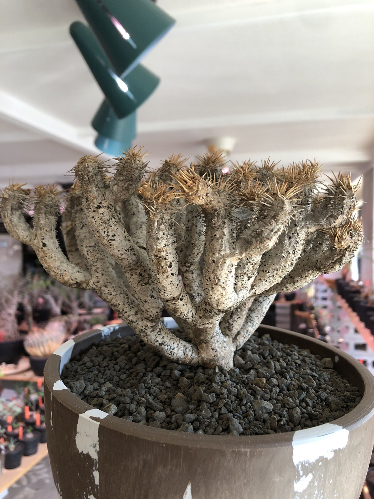 euphorbia guillauminiana《L size》極白肌株※現地球発根後店主 euphorbia guillauminiana《L size》極白肌株※現地球発根後店主