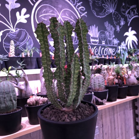 euphorbia enormis《M size》※大変カッコいい棘モノ塊根ユーフォルビア‼︎※mad black pot植え※追加補填‼︎限定1株