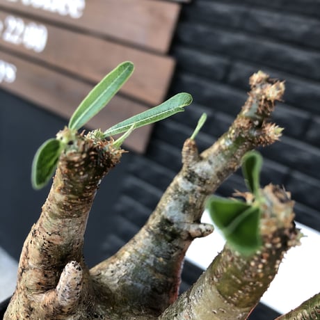 pachypodium gracilius《M size》一部希少green肌&良枝振り株※現地球発根後店主国内管理4年株※ぼってり樹形&良枝振りの良樹形※mad black bowl pot植え
