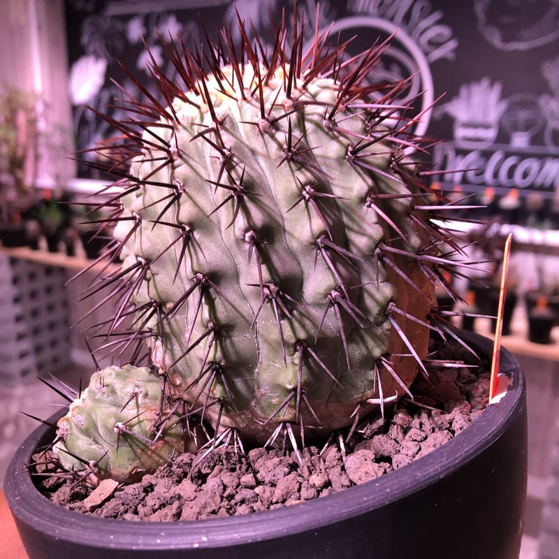copiapoa cinerea var.columna-alba《M size》 発根