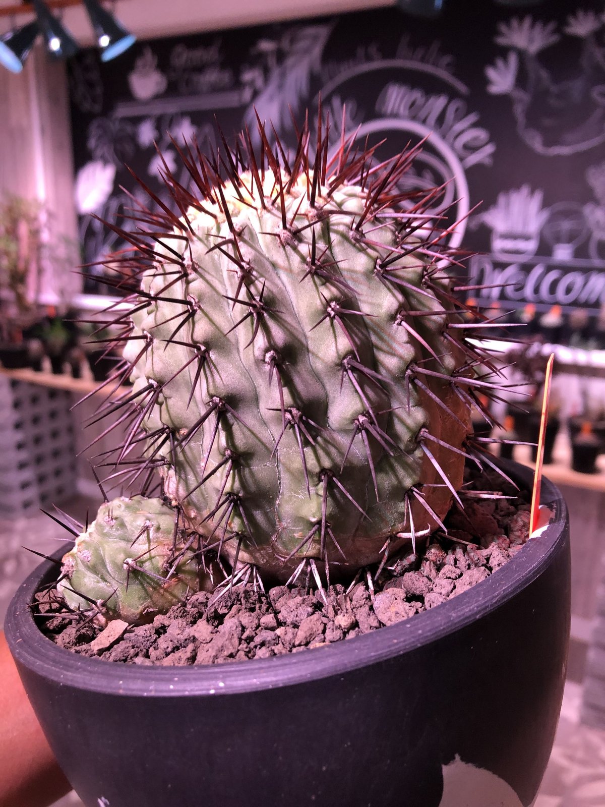 Copiapoa cinerea columna-alba 発根済 コピアポア copiapoa cinerea var.columna-alba《M size》 発根