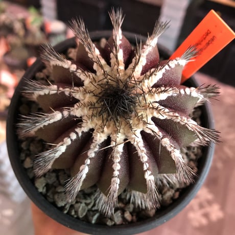 uebelmannia  pectinifera《L size》※店主国内管理18年株※大変bigな360度球体極美株‼︎且つ希少大株‼︎上品な趣高き一株‼︎※mad black bowl pot植え
