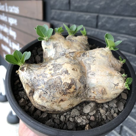 pachypodium brevicaule恵比寿笑い《大きめM size》※現地球発根後店主国内管理3年株※大きめながら纏まった良サイズ感‼︎※mad black bowl pot植え