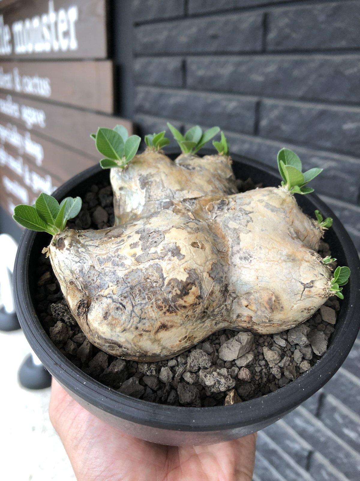 パキポディウム 恵比寿笑い Pachypodium brevicaule ⑨ パキポディウム 恵比寿笑い Pachypodium brevicaule | mana's
