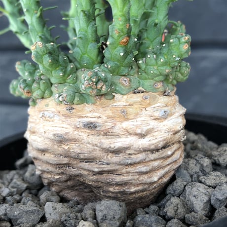 euphorbia gorgonis《大きめM size》※現地球発根後店主国内管理2年株※人気🐙タコもの‼︎美多肉質葉&木質wild塊根の二面性が魅力※mad  black pot植え