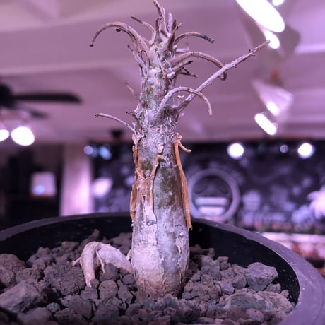 sesamothamnus rivae《大きめS size》※現地球発根済株※店主国内管理2年株※小振り現地球株は逆に珍しく小さくても表皮のメクれが堪らない一株‼︎※mad black pot植え