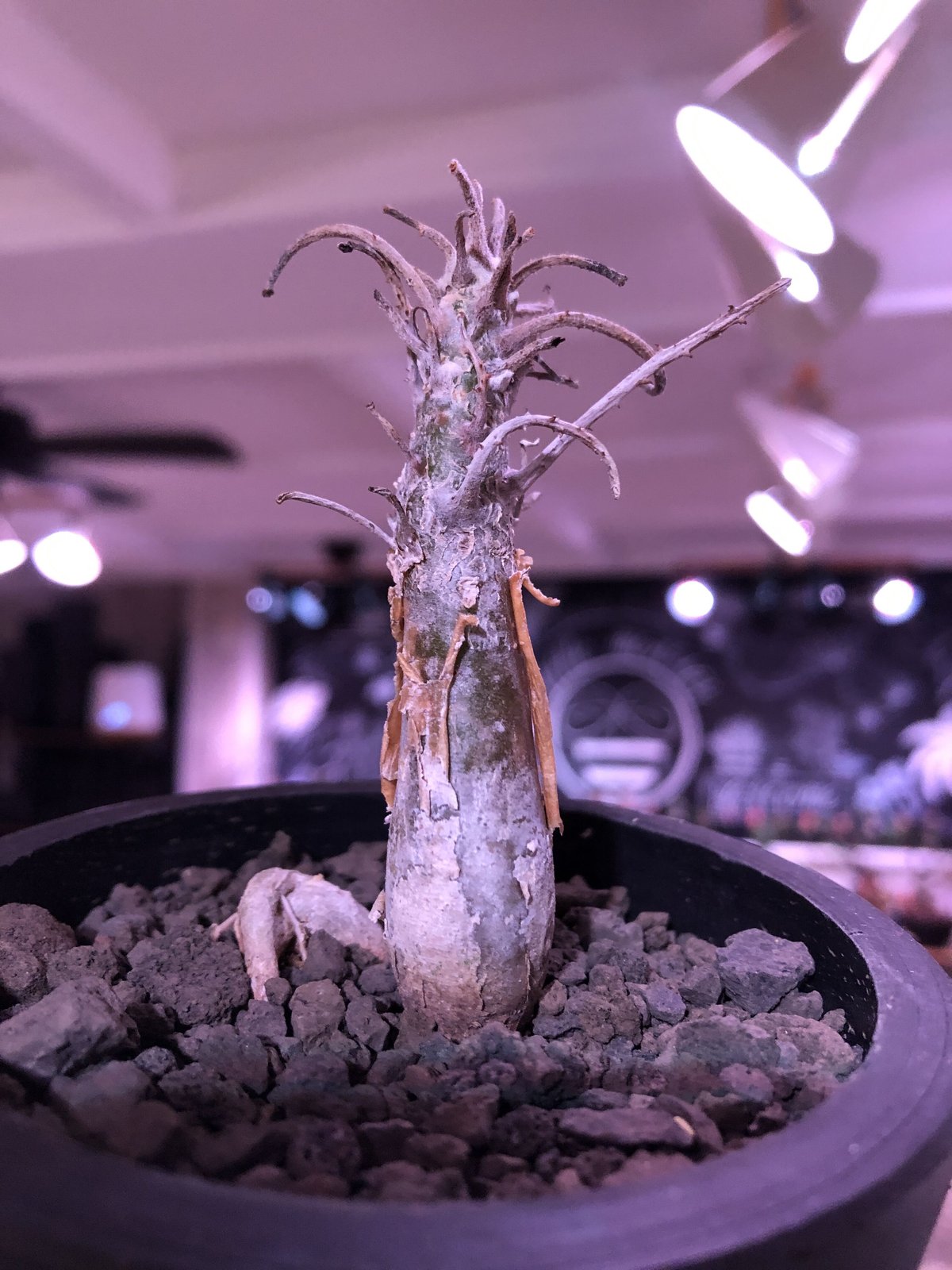 sesamothamnus rivae《大きめS size》※現地球発根済株※店主国内管理2年