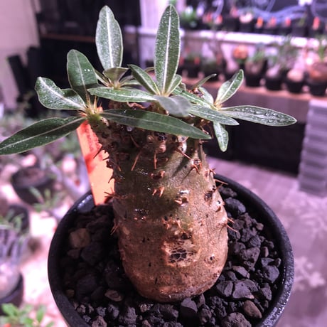 packypodium  gracilius《大きめS size》※現地球発根済株※店主国内管理2年株※激ウェイト低きぼってりかわいい株バランスな選抜株※mad black bowl pot植え