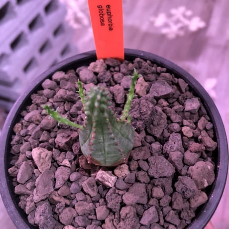 euphorbia    globosa《S size》※小振りでも丸々ぼってり存在感抜群‼︎例年見る見る子吹き群生化する育て甲斐のある子※mad black pot植え