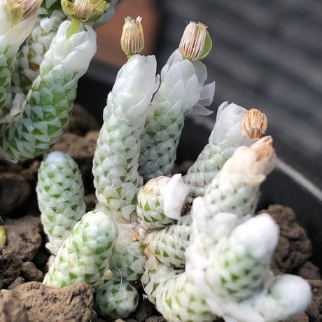 avonia recurvata ssp.buderiana《L size》希少種‼︎※現地球株発根済※肉厚で鱗の様な綺麗模様に白花を咲かせるかわいく枝振り良き一株※black pot植え
