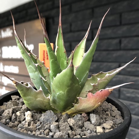 agave montana《M size》選抜株※現地球株発根済※纏まり締まり良きワイルド感満載で男前な出立ちが堪らない‼︎※mad black  pot植え