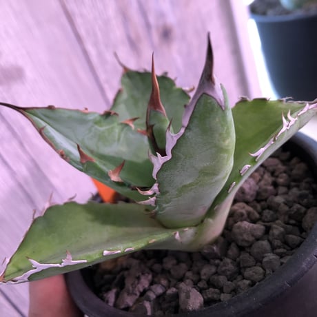 agave    titanota    black&blue  《B.B》S size