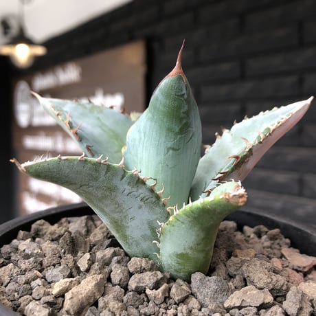 agave titanota blue《小さめM size》選抜株※現地球株発根済※今季の成長が楽しみな纏まり締まりも良き一株‼︎※mad black pot植え