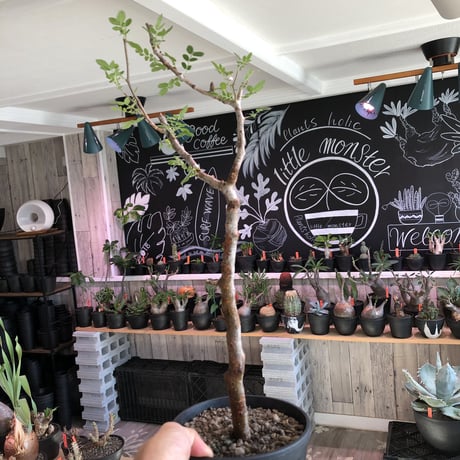commiphora   monstrosa《 大きめM  size》※現地球発根済株※店主国内管理4年株※小振り丈の良きサイズ感な人気灌木※tall pot植え