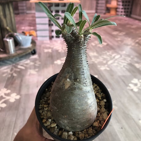 packypodium  gracilius《S size》※現地球株  発根済み株‼︎  丸め選抜組  （限定12株）