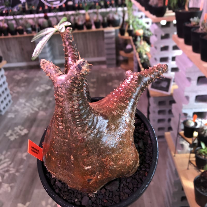 packypodium makayense《L size》驚愕赤肌‼︎※現地球発根済株‼