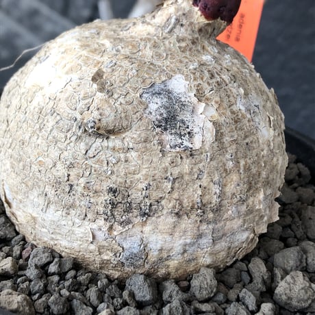 adenia goetzei《大きめL size》360度球体株※現地球発根後店主国内管理5年株※極球体株の上、通常よりも太い茎を持つwild且つ美しい一株※mad black bowl pot植え